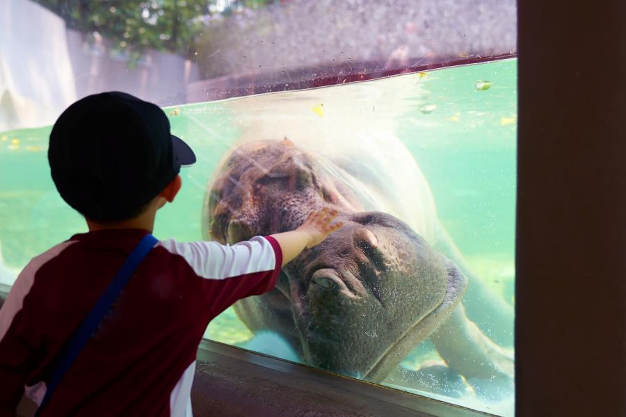 enfant au zoo de beauval