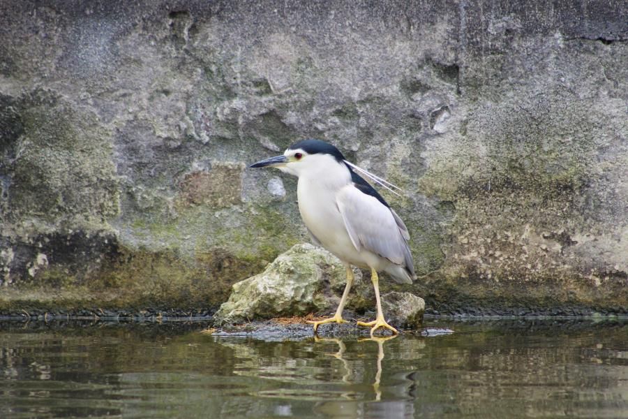 La Maison Rabelais - Nidos para golondrinas