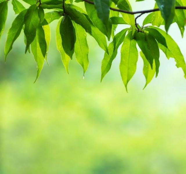 La Maison Rabelais - Nos engagements environnementaux