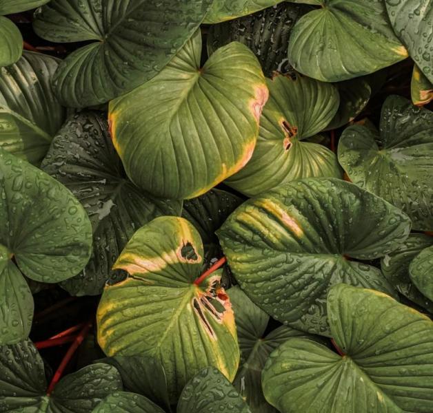 La Maison Rabelais - Vegetación de bajo consumo de agua