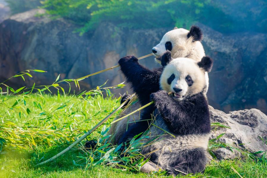 panda du zoo de beauval
